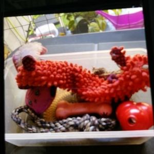 Dog toys
